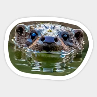 Face of a European Otter Sticker